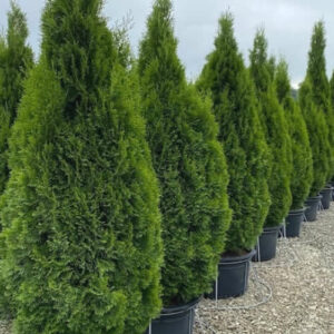 Big Trees & Evergreens