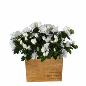 Gifts by Occasion & Holiday Plants