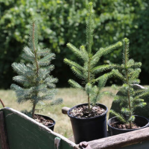Treelings - Exclusive to Costco